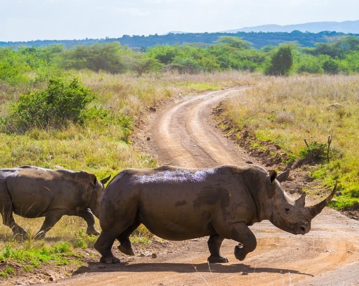 Rhinos grazing in Nairobi National Park, Kenya